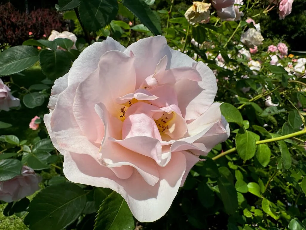 Rosa 'Queen Elizabeth' 01.jpeg