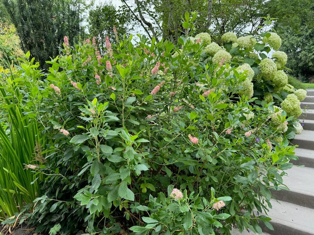 Clethra alnifolia 'Ruby Spice' 02.jpeg