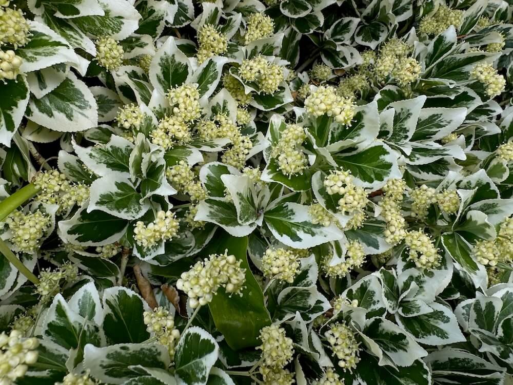 Euonymus fortunei 'Emerald Gaiety' 13.jpeg