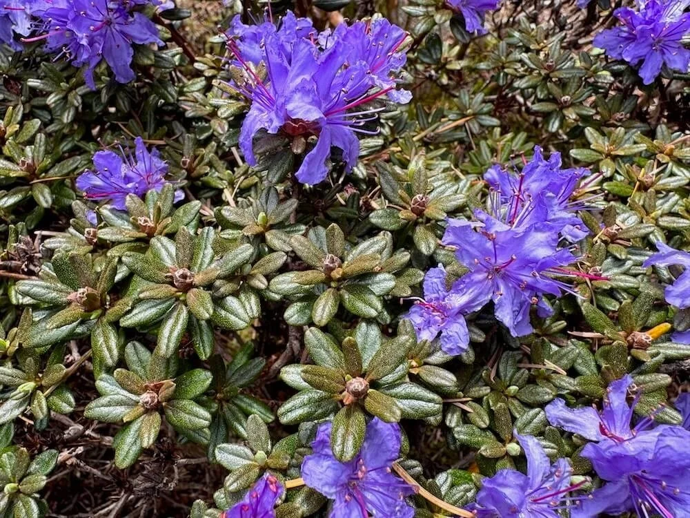 Rhododendron impeditum 04.jpeg