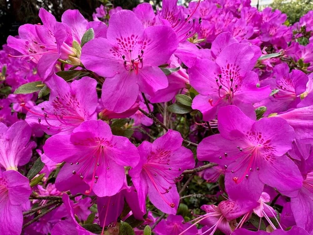 Rhododendron ‘Blue Danube’ 01.jpeg