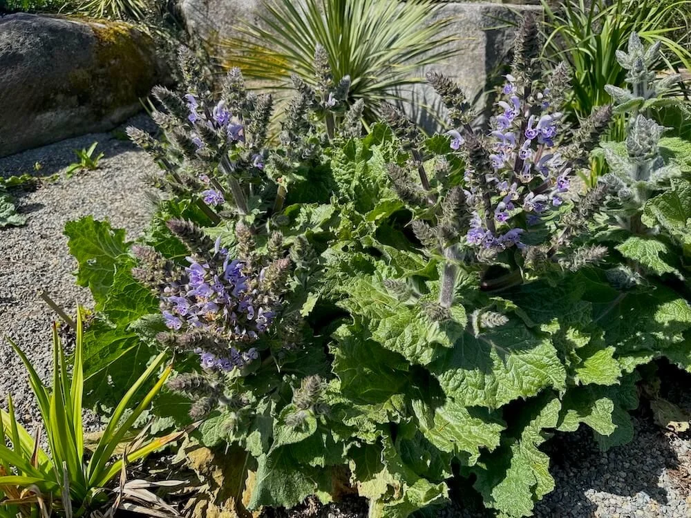 Salvia moorcroftiana x indica 02.jpeg