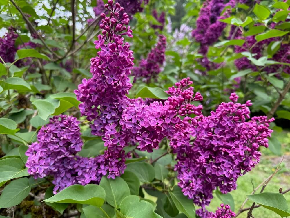 Syringa vulgaris ‘Andenken an Ludwig Spath’ 02.jpeg
