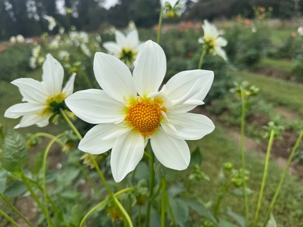 Dahlia 'Darin's Moon' 04.jpeg