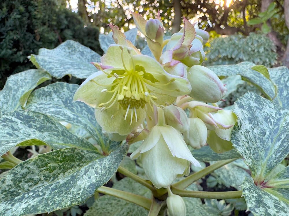 Helleborus 'Snow Fever' 12.jpeg