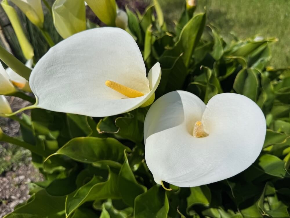 Zantedeschia aethiopica 01.jpeg
