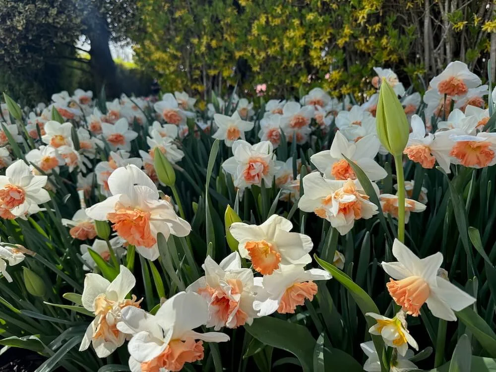 Narcissus 'Candy Princess' 02.jpeg