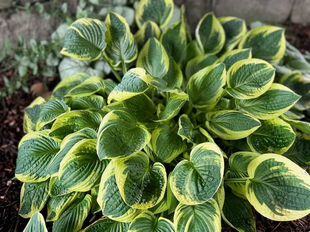 Hosta x 'Wild Brim' 03.jpeg