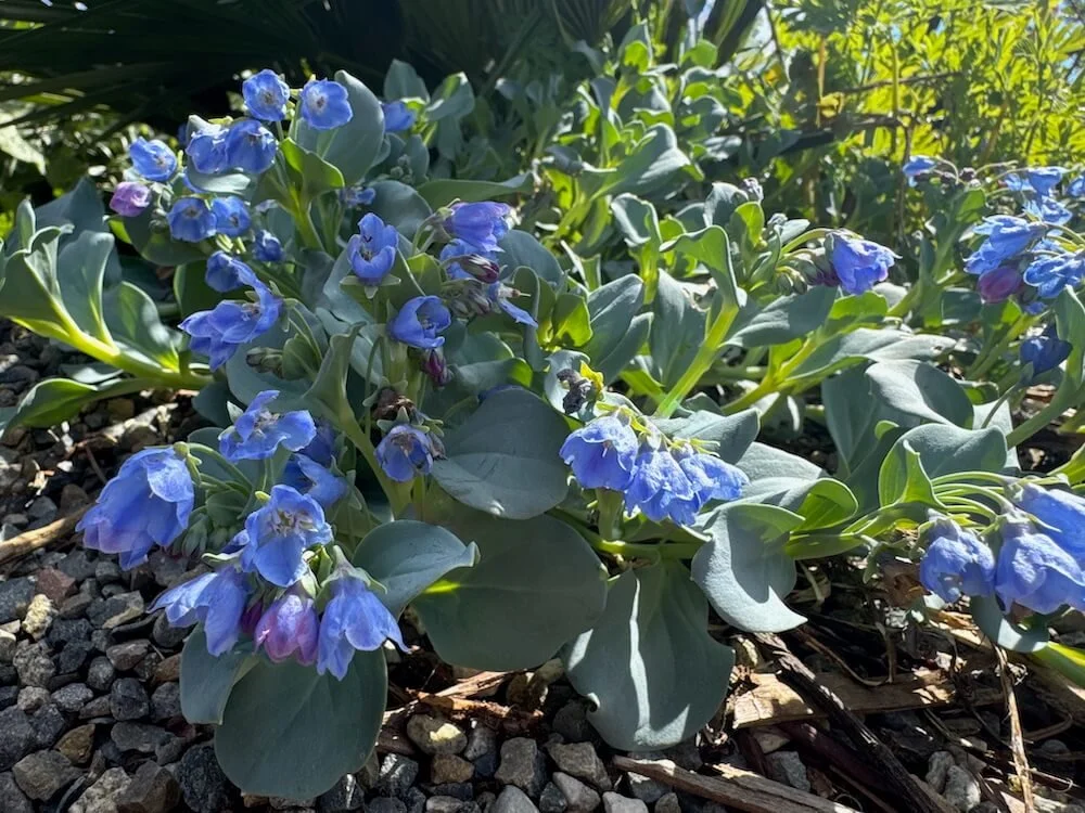 Mertensia maritima 02.jpeg