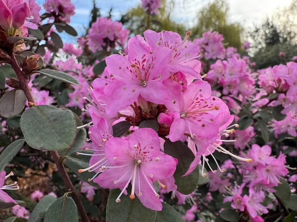Rhododendron racemosum 'Rock Rose' 04.jpeg