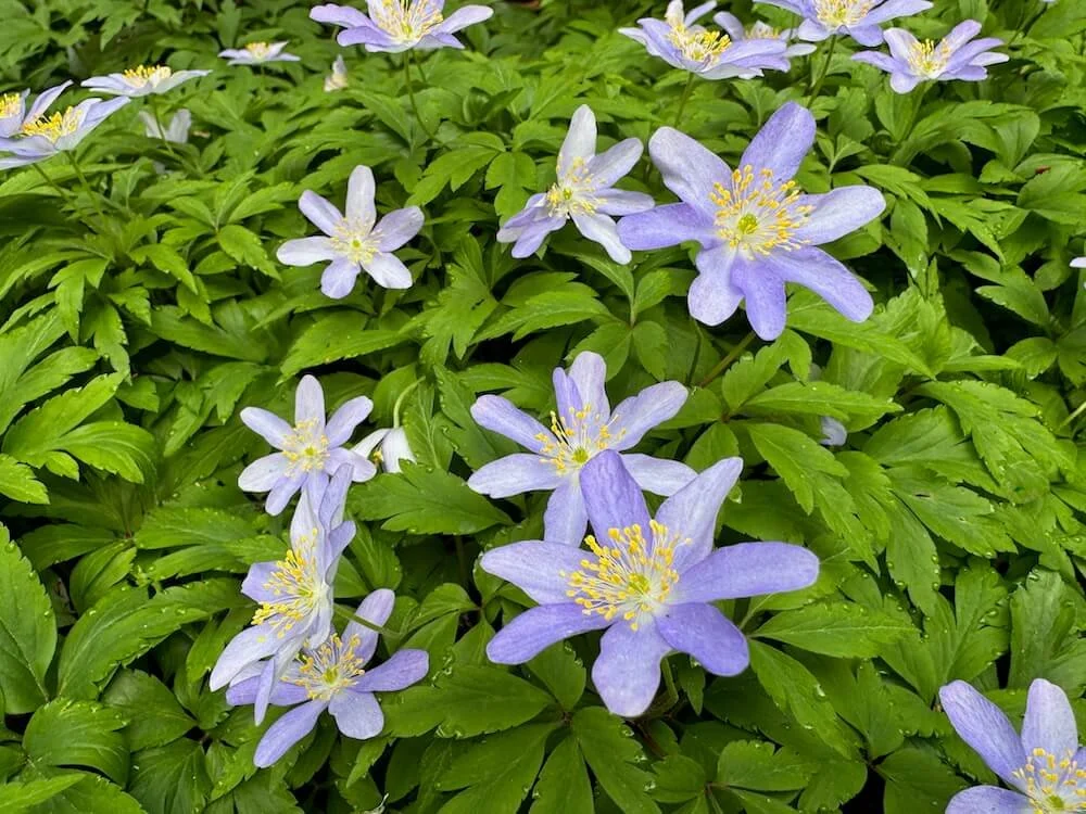 Anemone nemorosa 'Allenii' | Allenii Wood Anemone