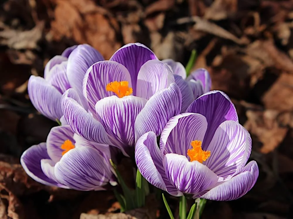 Crocus vernus 'Pickwick' | Pickwick Dutch Crocus