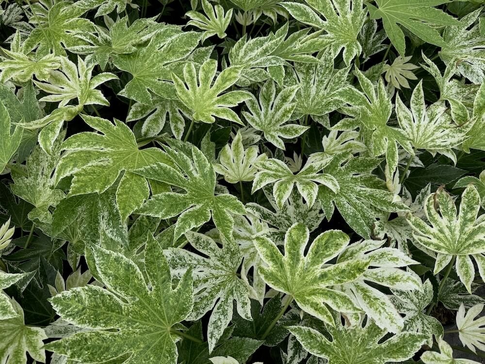 Fatsia japonica 'Spider's Web' 03.jpeg