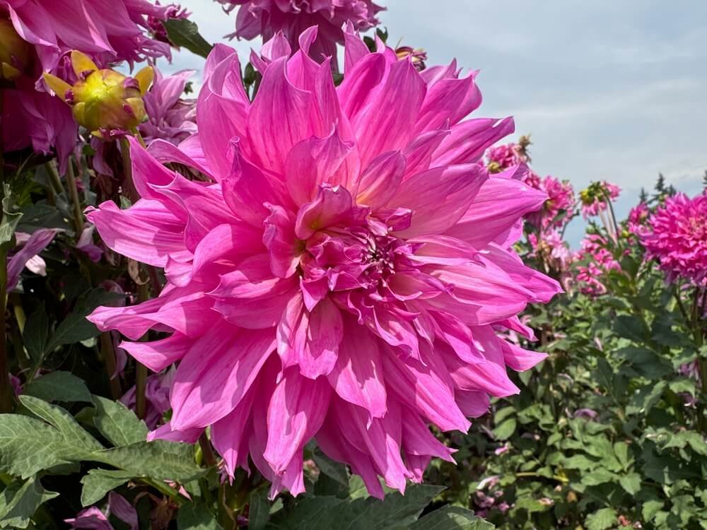 Dahlia 'Helen Richmond' 04.jpeg