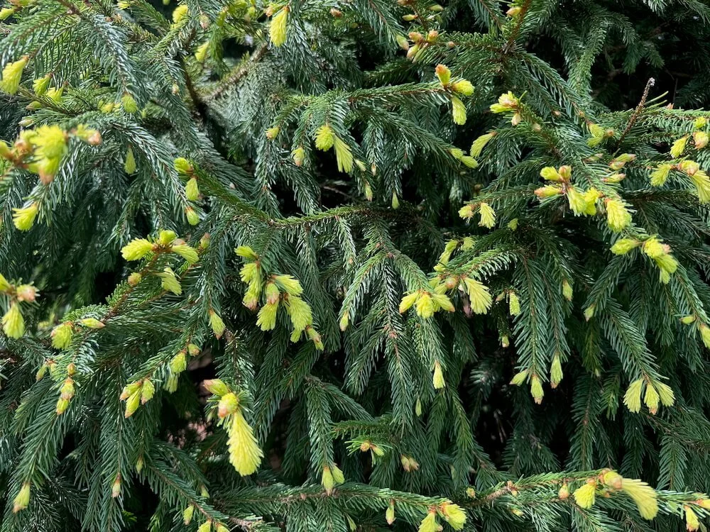 Picea abies 'Perry's Gold' 01.jpeg