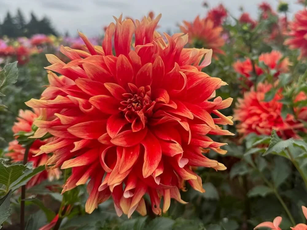 Dahlia 'Hot Tamale' 02.jpeg