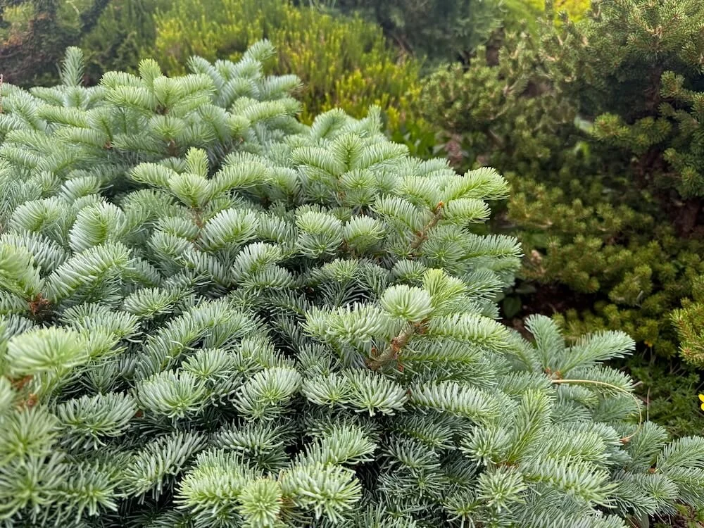 Abies × koreocarpa 'Tannja' 04.jpeg