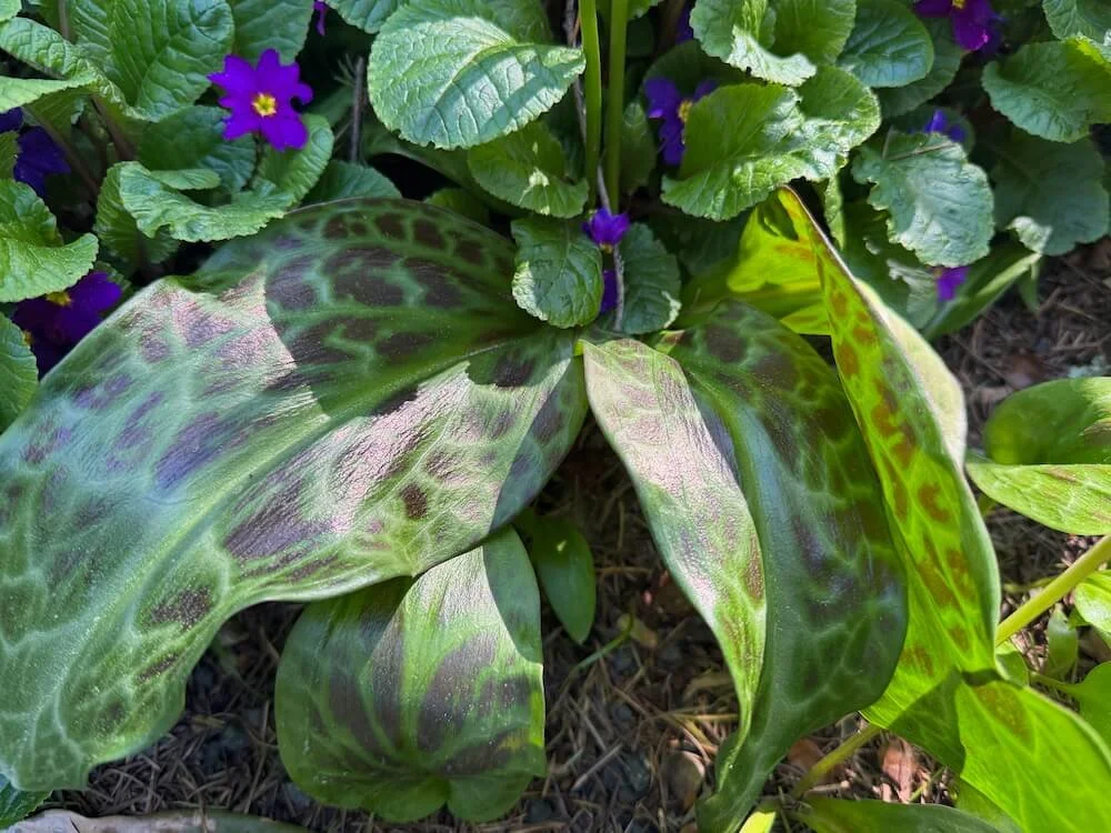 Erythronium revolutum 03.jpeg