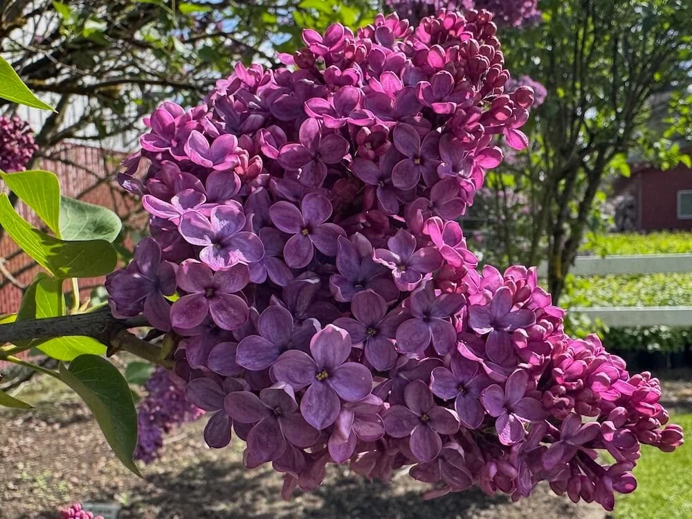 Syringa vulgaris 'Frank Klager' 04.jpeg