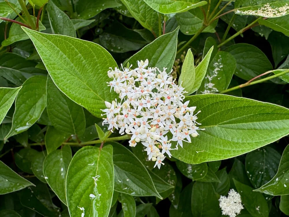 Cornus sericea 'Isanti' | Isanti Red Twig Dogwood