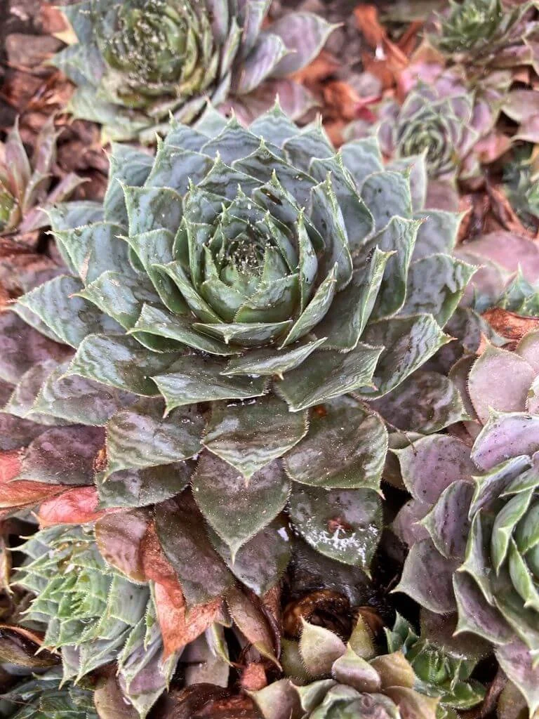 Sempervivum tectorum 'Emerald Express' 01.jpg