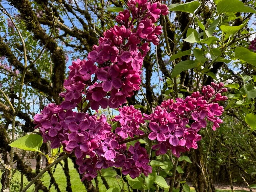 Syringa vulgaris 'City of Gresham' 02.jpeg
