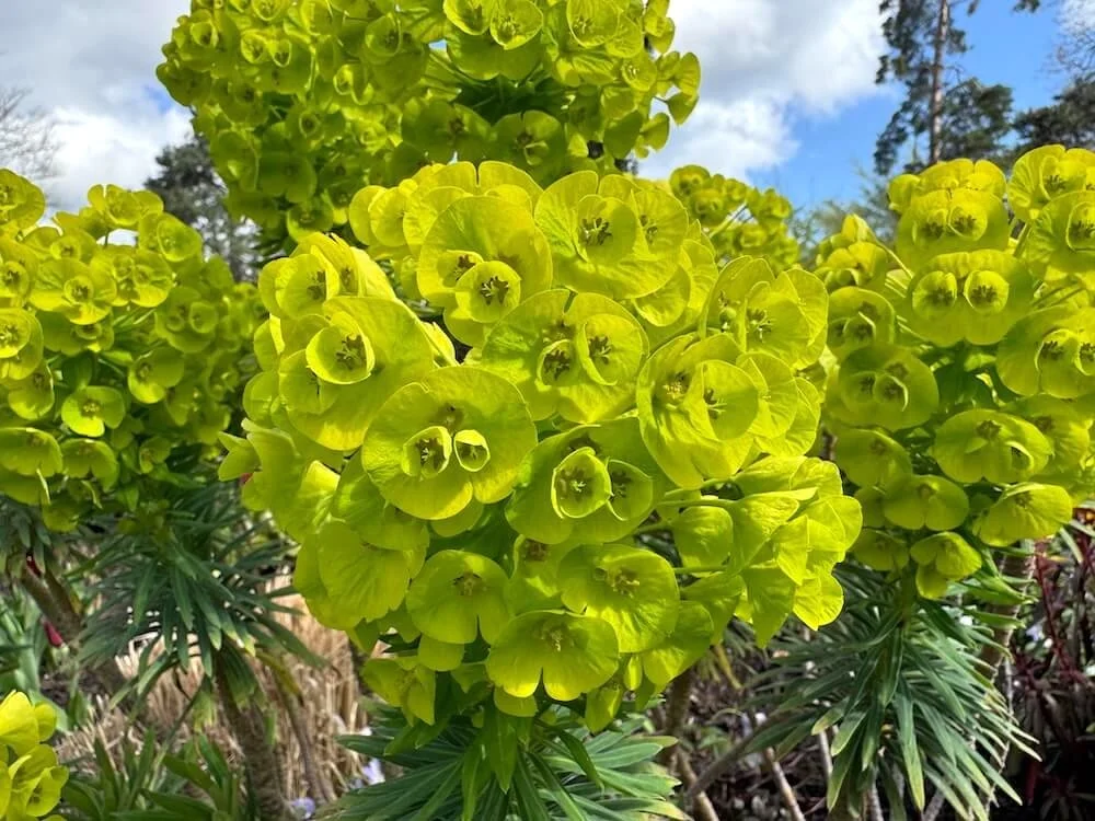 Euphorbia characias 'Dwarf' 01.jpeg