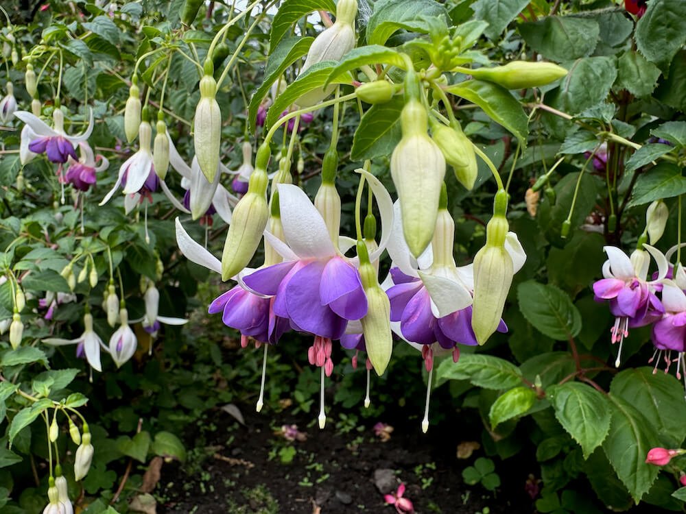 Fuchsia 'Delta's Sarah' 01.jpeg