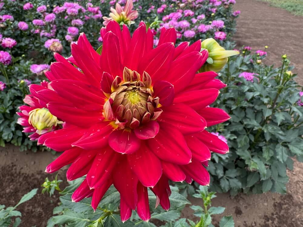 Dahlia 'Hometown Hero' 01.jpeg