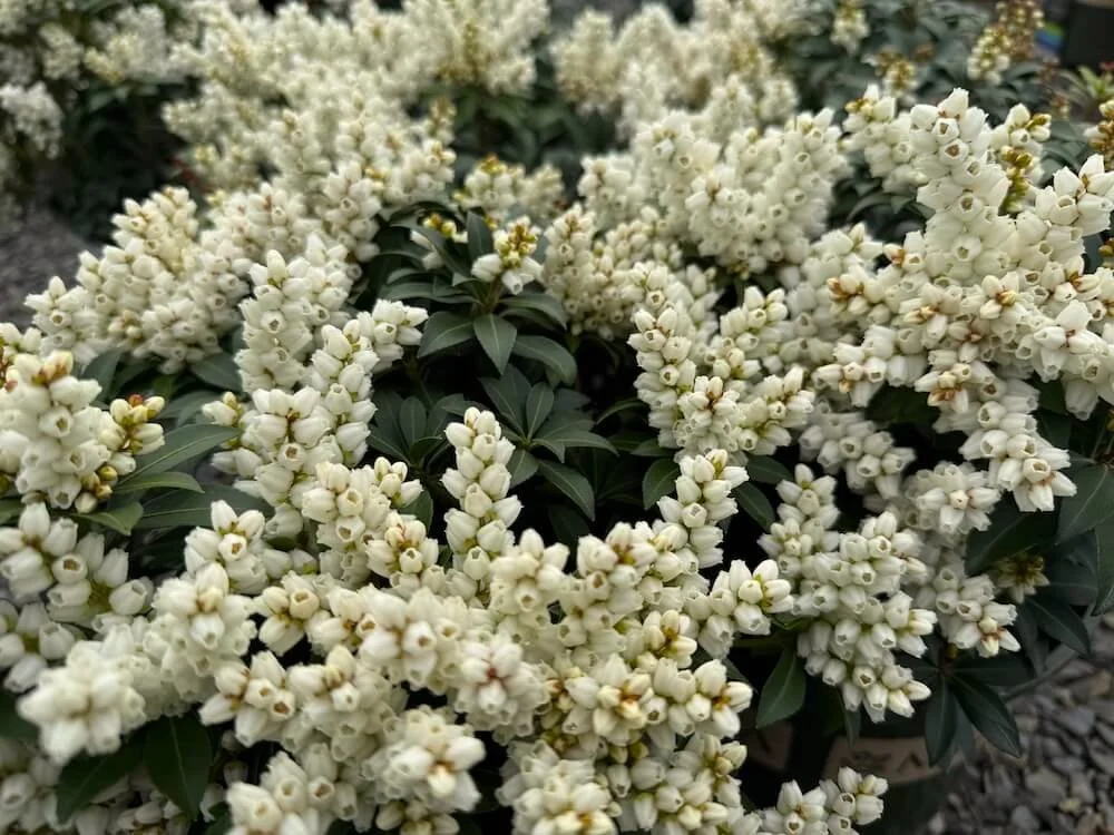 Pieris japonica 'Tiki' 02.jpeg