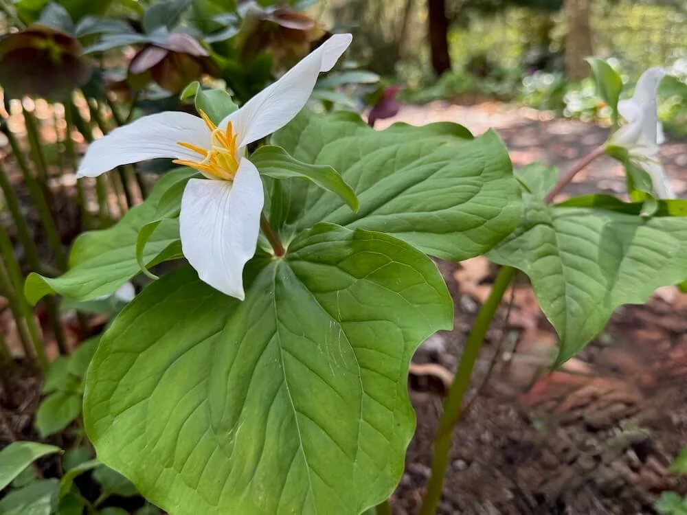 Pseudotrillium rivale 02.jpeg
