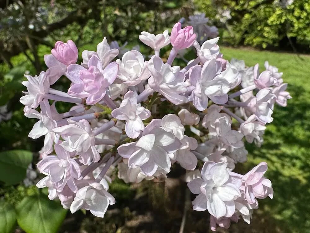 Syringa x hyacinthiflora 'Anabel' 02.jpeg