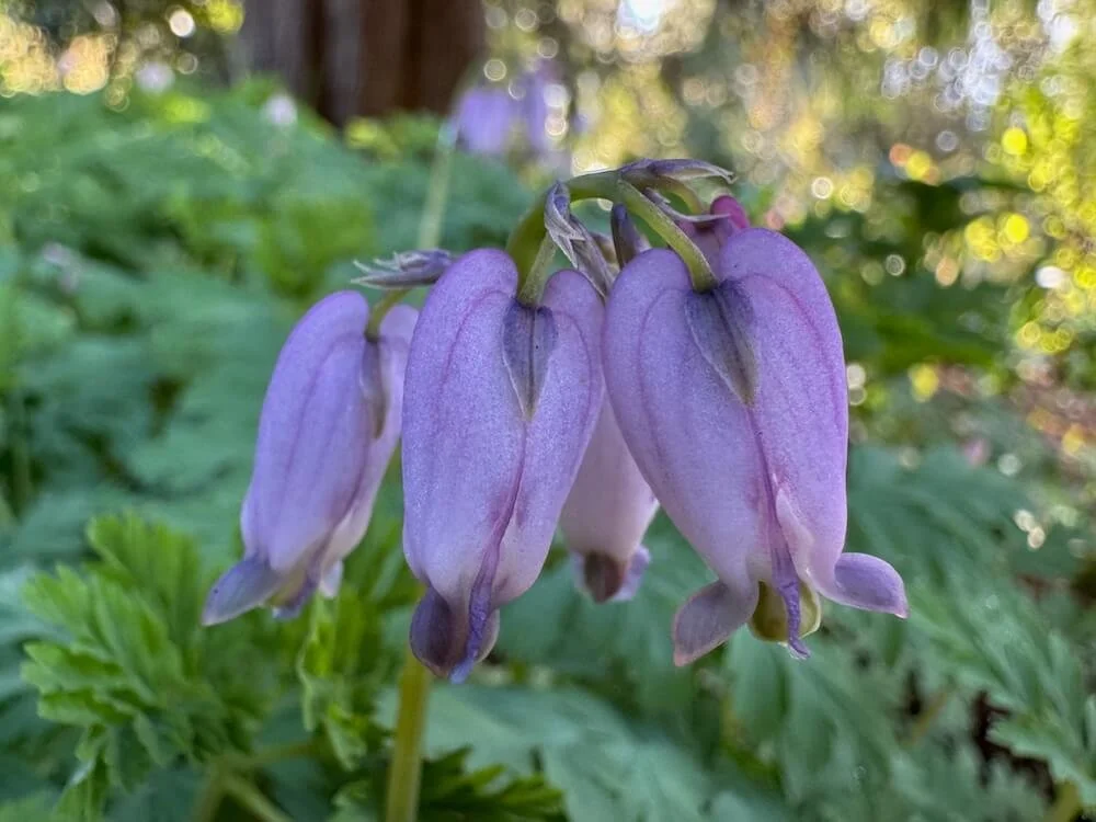 Dicentra formosa | Pacific Bleeding Heart