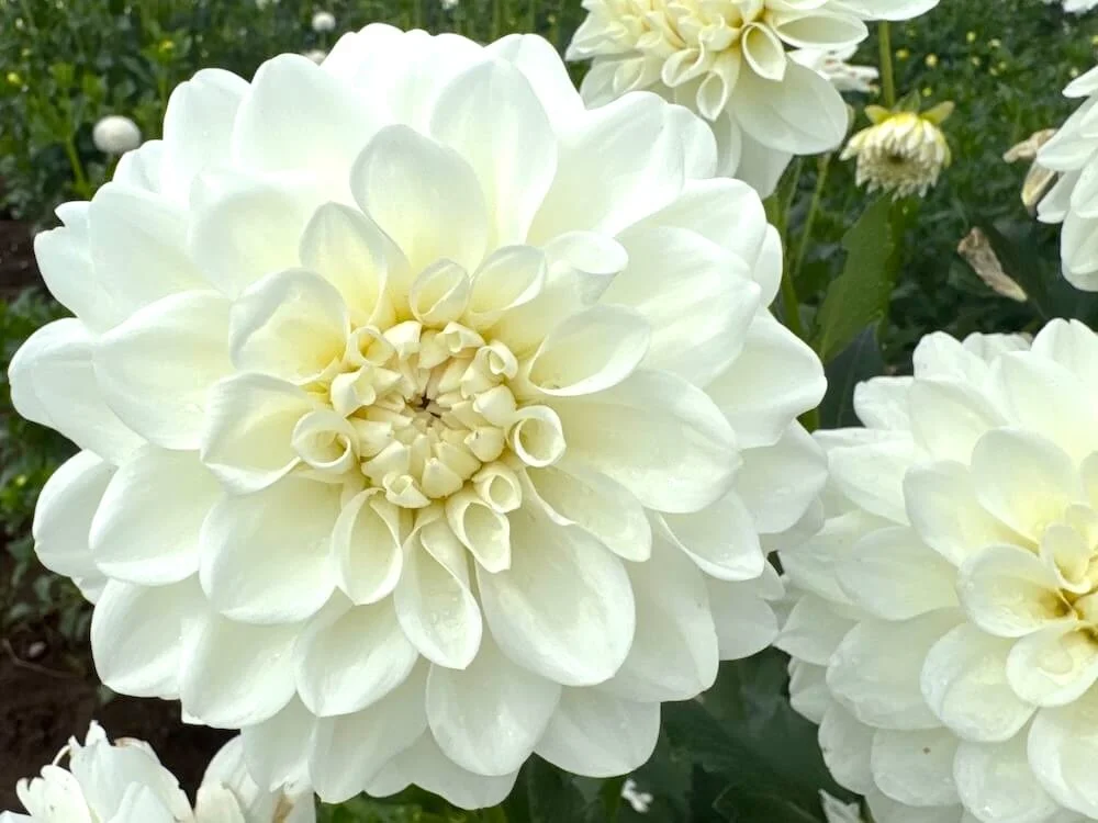Dahlia 'Mt. Hood' 02.jpeg