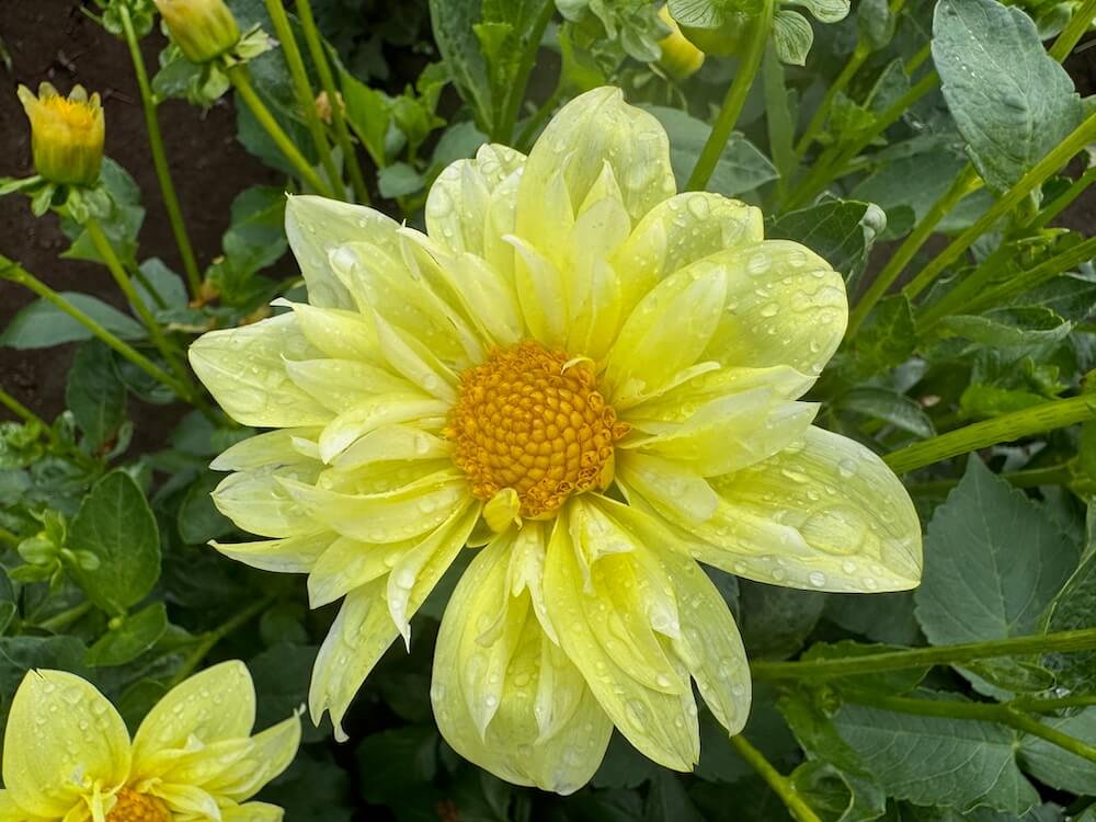 Dahlia 'Yellow Bird' 01.jpeg