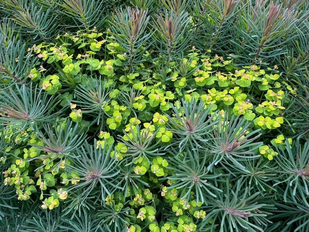 Euphorbia caparissus 'Fens Ruby' 06.jpeg