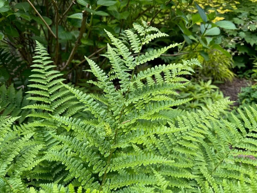 Dryopteris filix-mas 03.jpeg