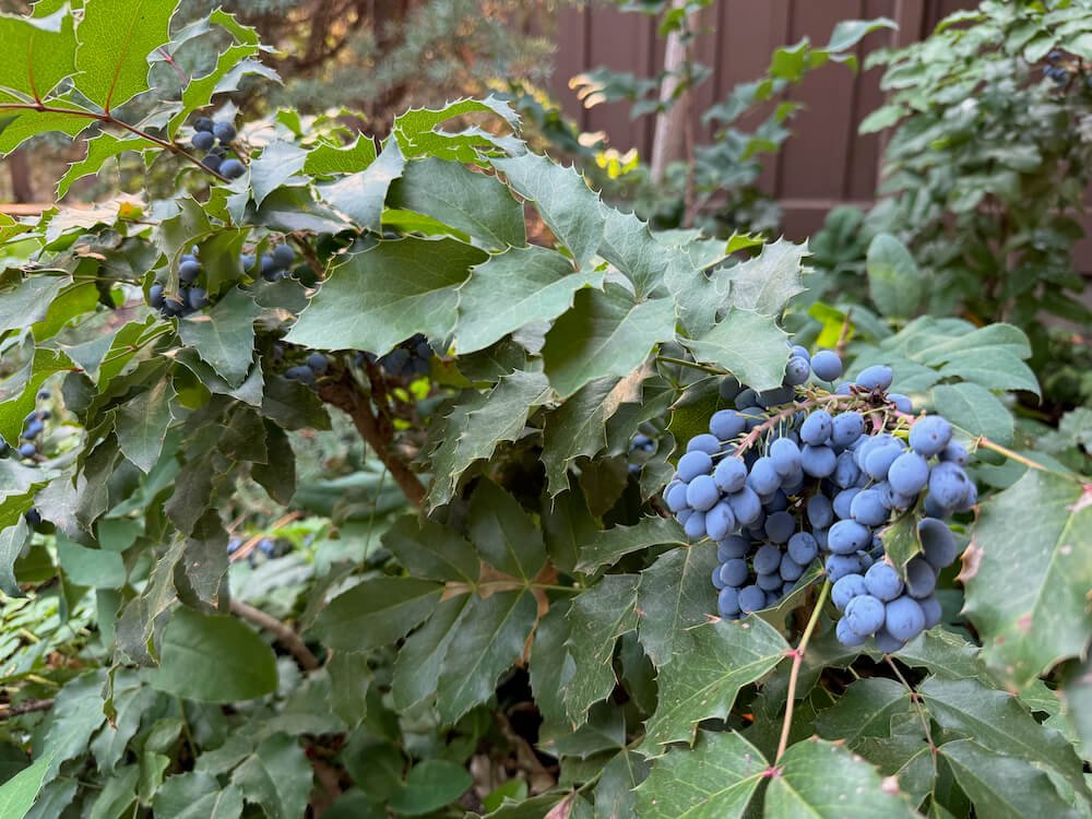 Mahonia repens 03.jpeg