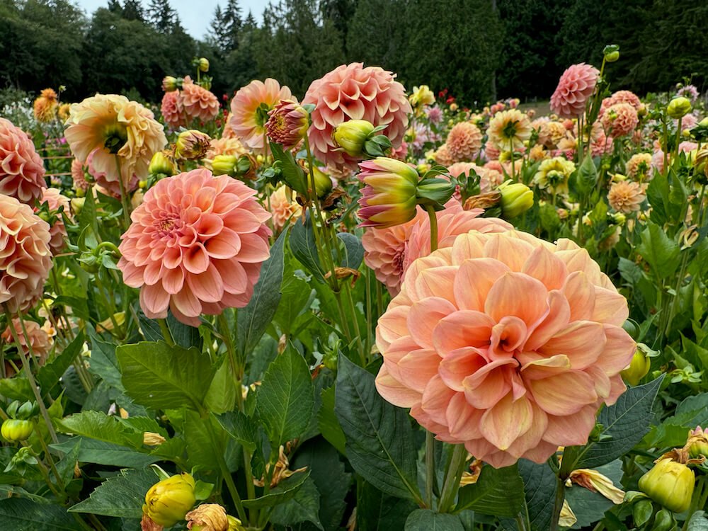 Dahlia 'Rock Run Ashley' 02.jpeg