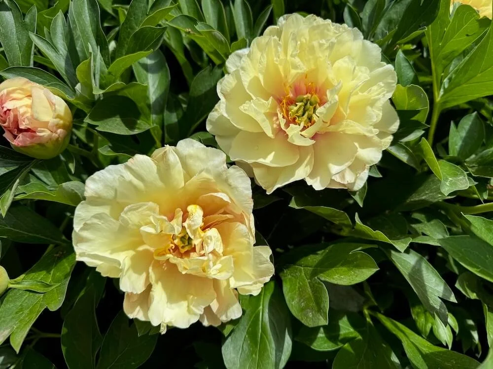 Paeonia x intersectional 'Canary Brilliants' 03.jpeg