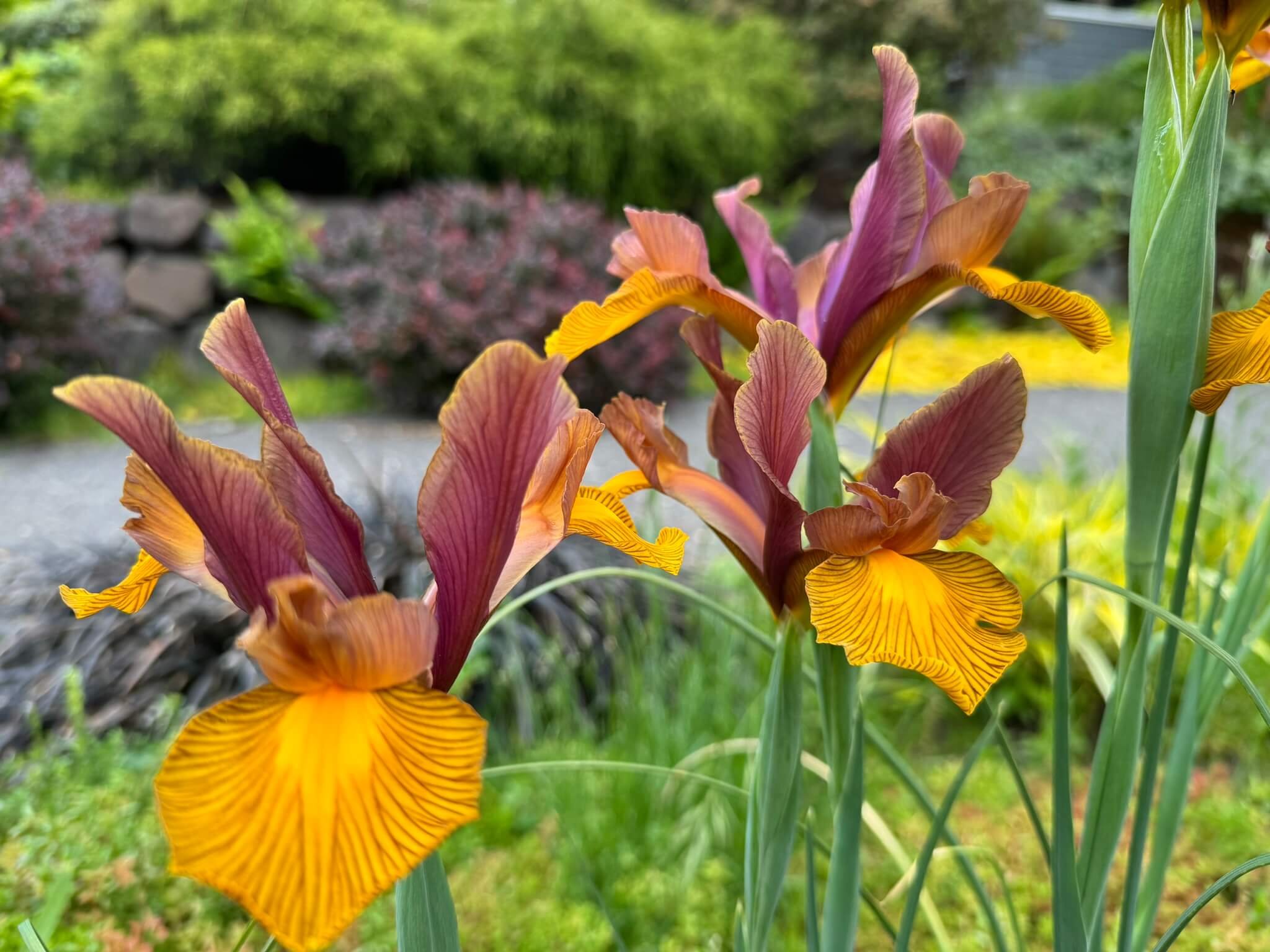 Iris hollandica 'Lion King' 01.jpeg