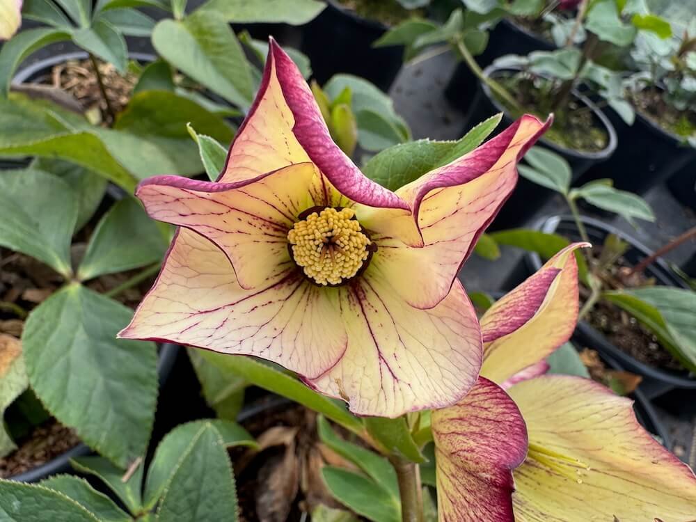 Helleborus x hybridus 'SP Anja Oudolf' 01.jpeg
