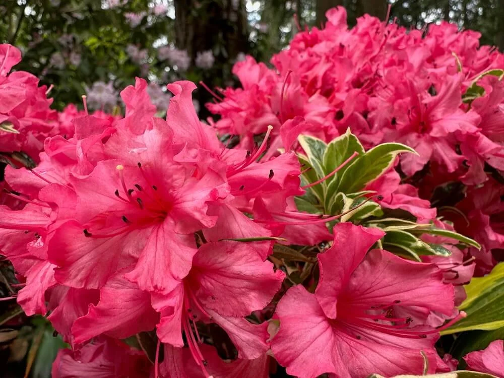 Rhododendron 'Silver Sword' 02.jpeg