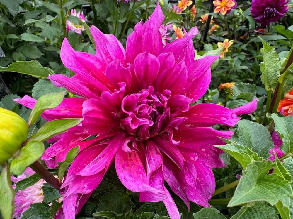Dahlia 'Emory Paul' 01.jpeg