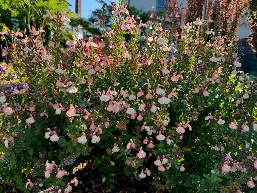 Salvia microphylla 'Heatwave Glow' 04.jpeg
