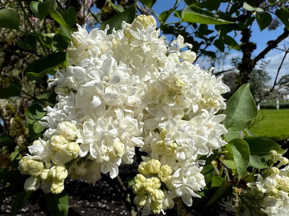 Syringa vulgaris 'Madame Lemoine' 03.jpeg