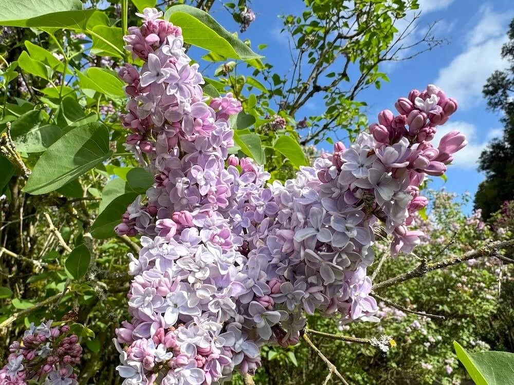 Syringa x hyacinthiflora 'Maiden's Blush' 02.jpeg