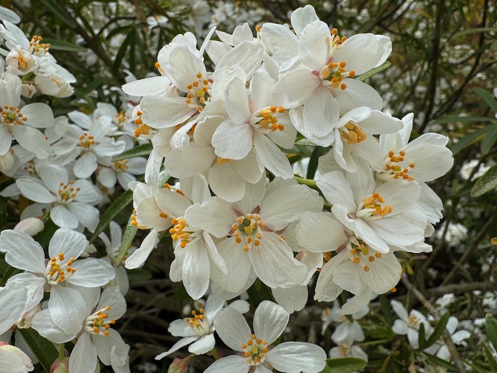 Choisya x dewitteana 'Aztec Pearl' 01.jpeg