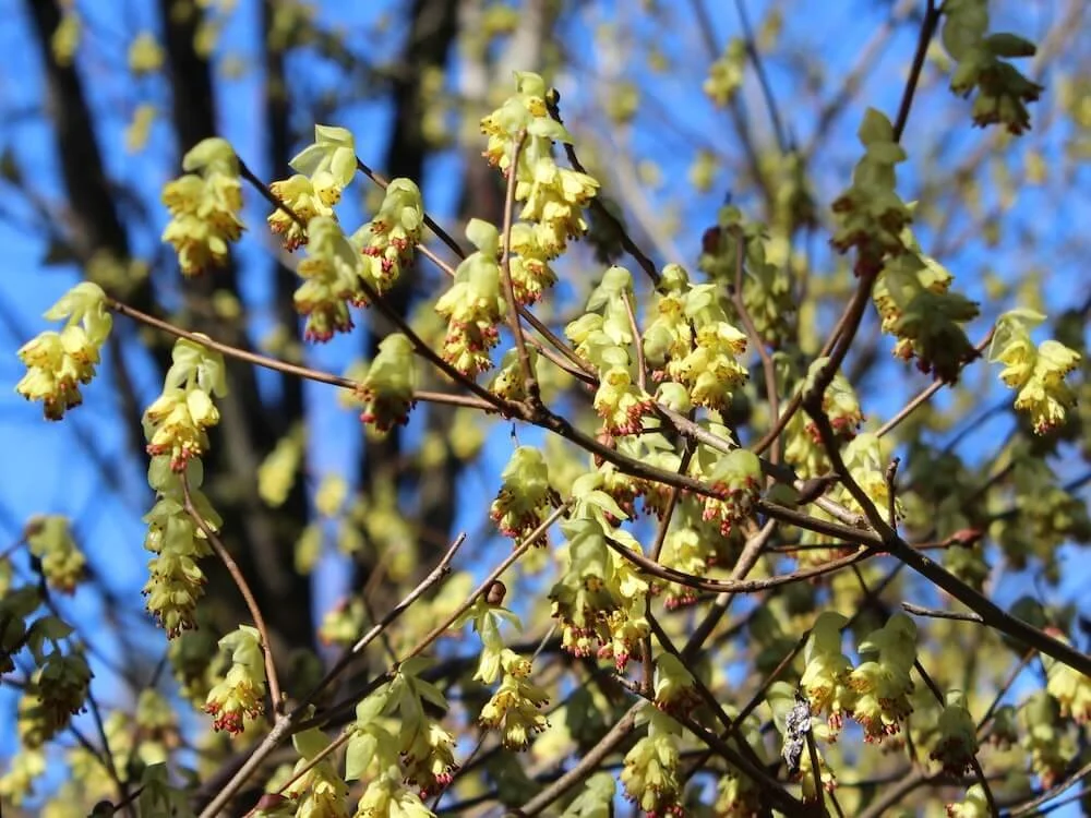 Corylopsis sinensis var. calvescens f. veitchiana | Chinese Winter Hazel