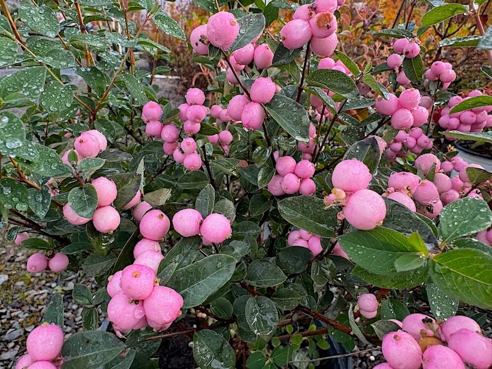 Symphoricarpos doorenbosii 'Kolmpica' 02.jpeg